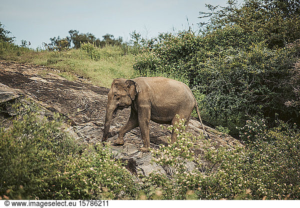 Sri Lanka  Sabaragamuwa-Provinz  Udawalawe  Elefantenwanderung im Udawalawe-Nationalpark