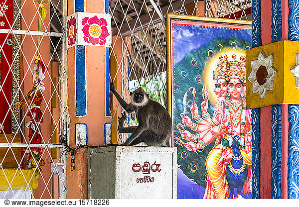 Sri Lanka  Southern Province  Kataragama  Monkey in temple