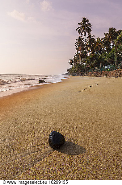 Sri Lanka  Western Province  Coconut on the beach of Waskaduwa