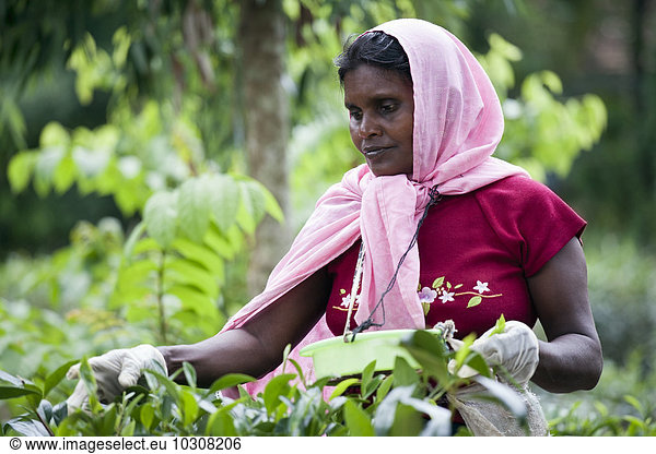 Sri Lanka  woman plucking tea