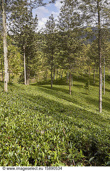 Sri Lanka  Zentralprovinz  Kandy  Grüner Tee-Plantage