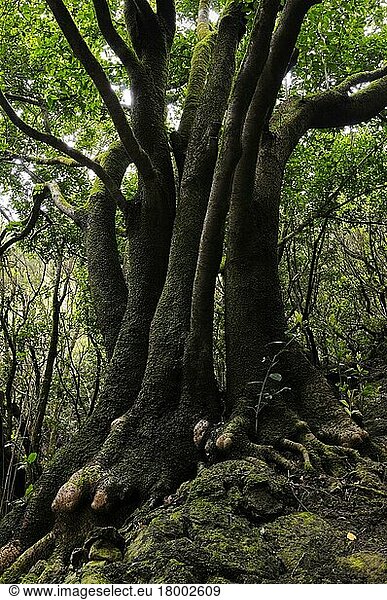 Stämme des Kanarischen Lorbeers (Laurus canariensis)  in 'laurisilva' feuchtem subtropischem Wald  La Gomera  Kanarische Inseln