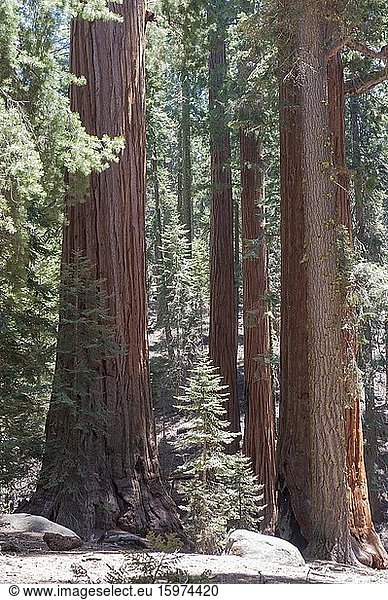 Stämme im Wald  Riesenmammutbäume (Sequoiadendron giganteum)  Sequoia-Nationalpark  Kalifornien  USA  Nordamerika