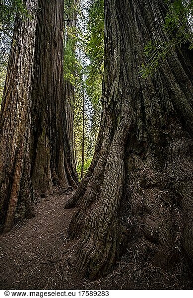 Stämme zweier Mammutbäume  Wald mit Küstenmammutbäumen (Sequoia sempervirens)  dichte Vegetation  Jedediah Smith Redwoods State Park  Simpson-Reed Trail  Kalifornien  USA  Nordamerika
