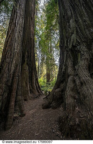 Stämme zweier Mammutbäume  Wald mit Küstenmammutbäumen (Sequoia sempervirens)  dichte Vegetation  Jedediah Smith Redwoods State Park  Simpson-Reed Trail  Kalifornien  USA  Nordamerika