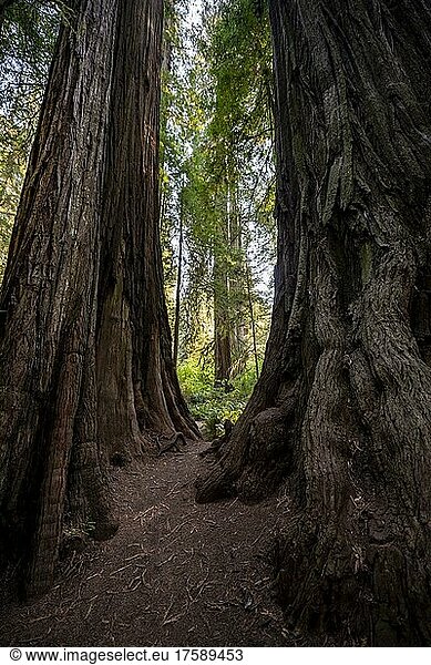 Stämme zweier Mammutbäume  Wald mit Küstenmammutbäumen (Sequoia sempervirens)  dichte Vegetation  Jedediah Smith Redwoods State Park  Simpson-Reed Trail  Kalifornien  USA  Nordamerika