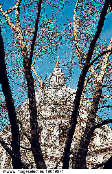 St Pauls Cathedral behind leafless trees