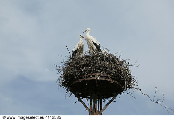 Störche im Nest im Mecklenburg-Vorpommern, Deutschland