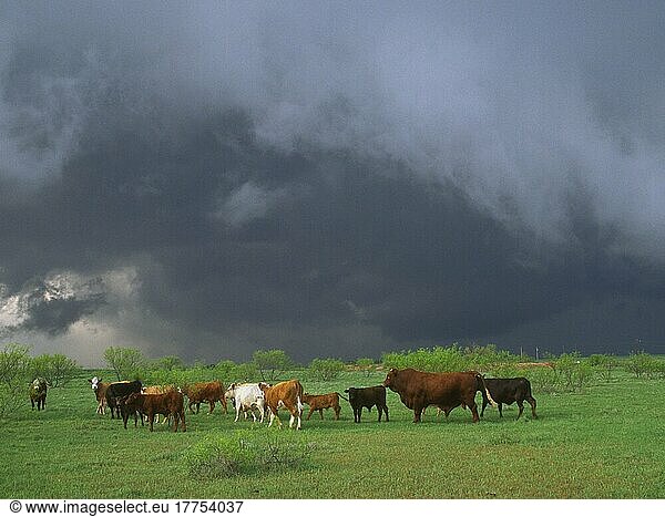 Stürmischer Himmel  Tornadisches Superzellen-Gewitter zieht über Ackerland und Vieh  Oklahoma (U.) S. A. 17. April 1995