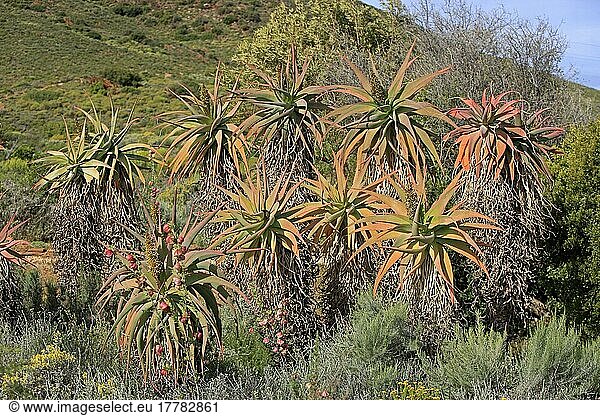 Stachelige Aloe (Aloe africana)  Südafrika