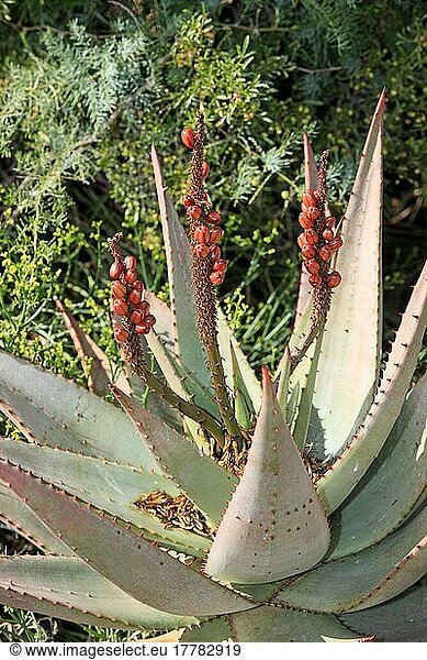 Stachelige Aloe (Aloe africana)  Südafrika