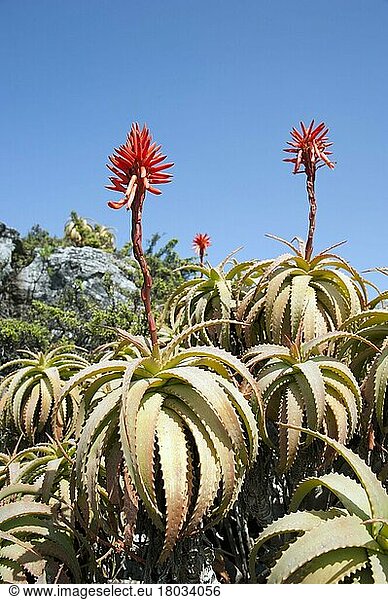 Stachelige Aloe (Aloe africana)  Tafelberg  Kapstadt  Westkap  Südafrika