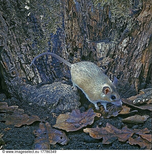 Stachelmaus  Stachelmäuse  Mäuse  Maus  Nagetiere  Säugetiere  Tiere  Cairo Spiny Mouse (Acomys cahirinus)