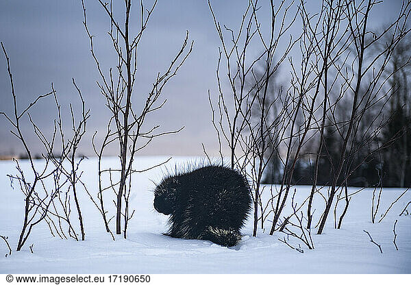 Stachelschwein Silhouette gegen verschneite Tundra