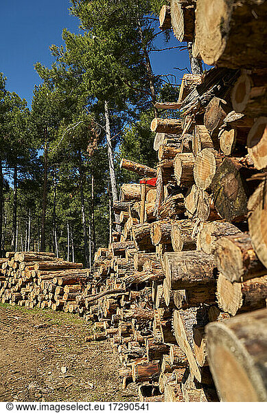 Stack of tree trunks at lumber industry