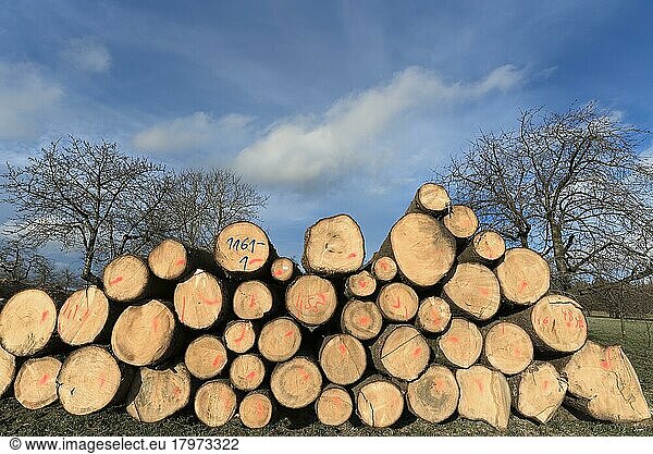 Stacked and marked tree trunks  Bavaria  Germany  Europe