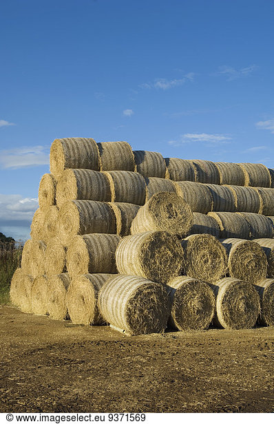 Stacks of round bales of straw in a field  after harvest.