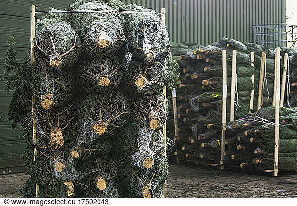 Stacks of wrapped Christmas trees in front of warehouse