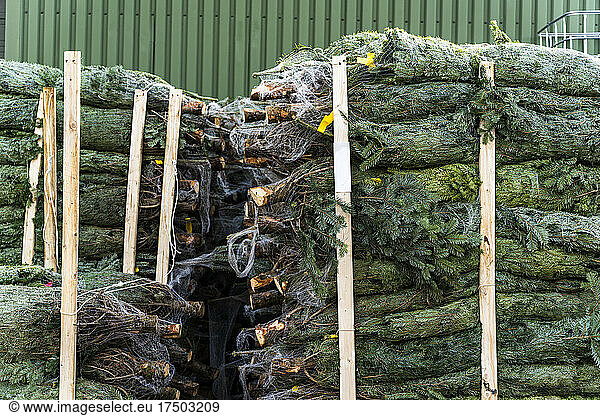Stacks of wrapped Christmas trees in front of warehouse