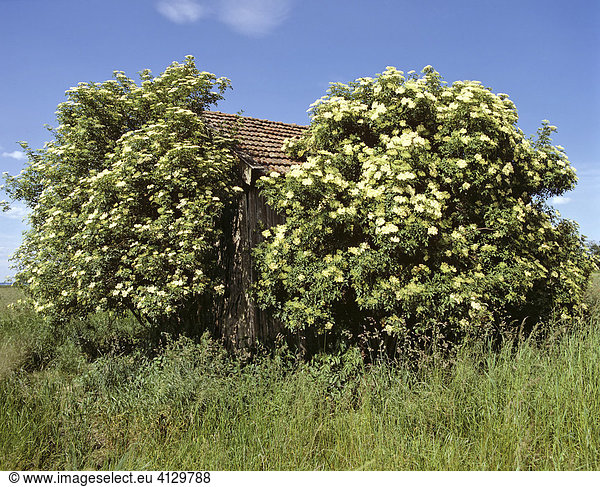 Stadel mit Holunder-Strauch (Sambucus)  Holunderblüte