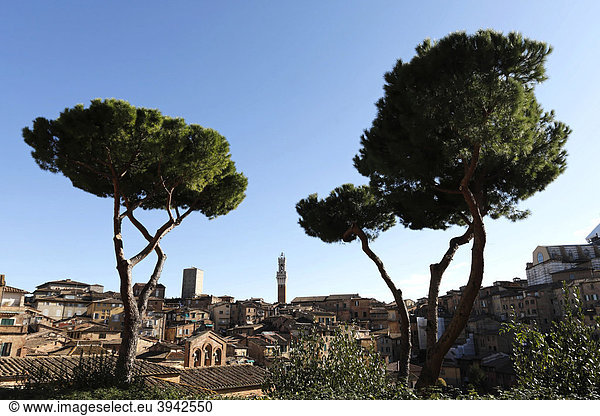 Stadtansicht mit Turm Torre di Mangia Siena Toskana Italien Europa