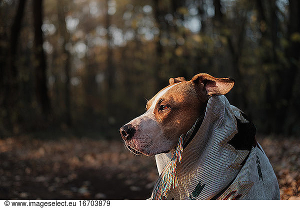 Staffordshire terrier dog in blanket in the autumn forest