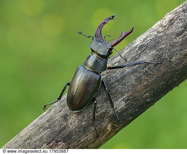 Stag beetle (Lucanus cervus)  male on branch  biosphere area  Swabian Alb  Baden-Württemberg  Germany  Europe