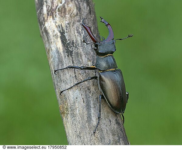 Stag beetle (Lucanus cervus)  male sitting on a branch  biosphere area  Swabian Alb  Baden-Württemberg  Germany  Europe