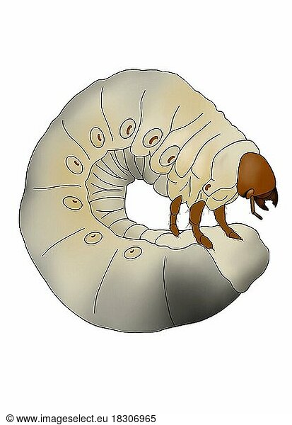 Stag beetle (Lucanus cervus)  realistic illustration  larval stage  cropped