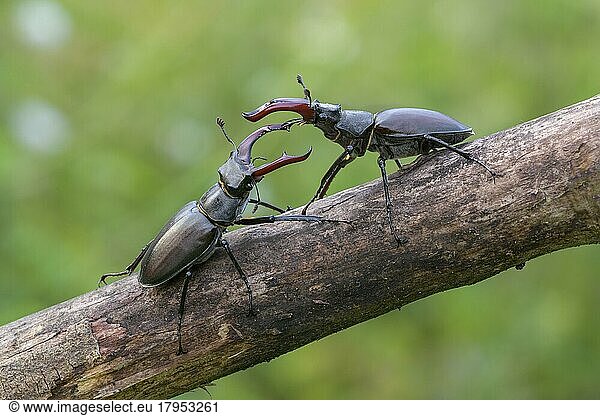 Stag beetle (Lucanus cervus)  two males in fighting position  biosphere area  Swabian Alb  Baden-Württemberg  Germany  Europe