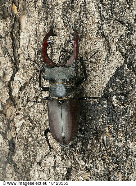 Stag beetle  male Hirschkäfer (Lucanus cervus)  männlich