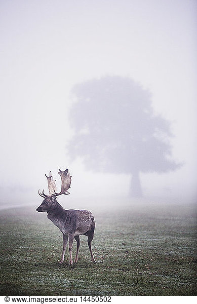 Stag in park on a misty morning  tree in background.