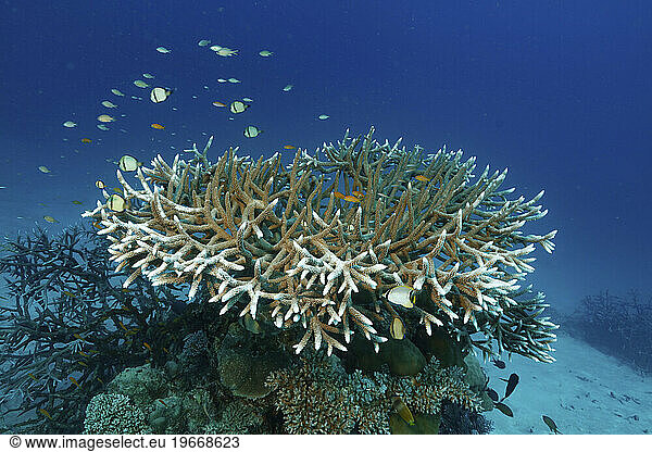 StaghornÃ?Â coralÃ?Â (AcroporaÃ?Â species)  Far North  Great Detached Reef  Great Barrier Reef  Australia