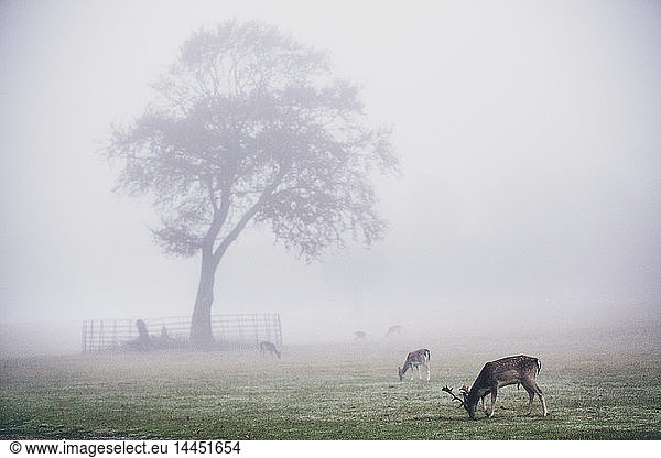 Stags in park on a misty morning  tree in background.