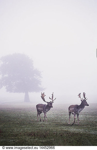 Stags in park on a misty morning  tree in background.