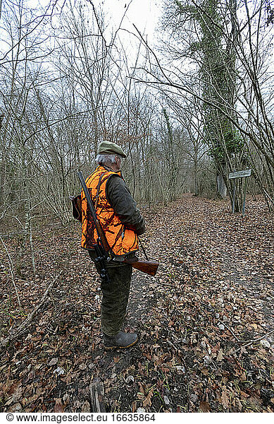 Stalking before hunting  hunting big game  Rhine forest  Alsace  France