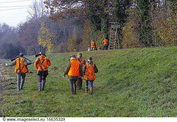 Stalking before hunting  hunting little game  Rhine forest  Alsace  France