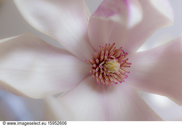 Stamen of pink Magnolia blossom