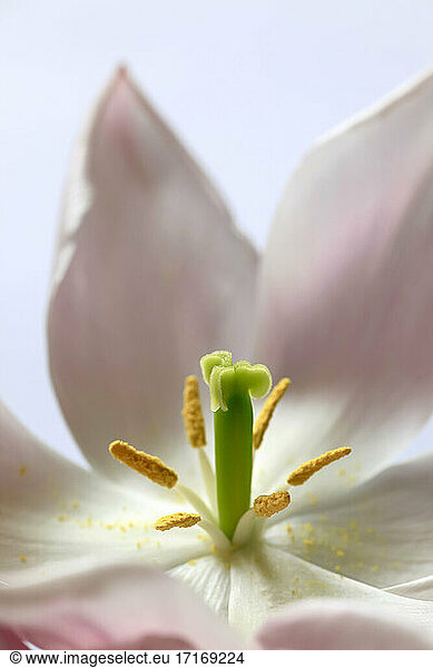 Stamens and pollen of blooming tulip
