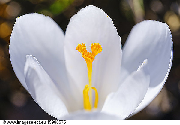 Stamens of white blooming crocus