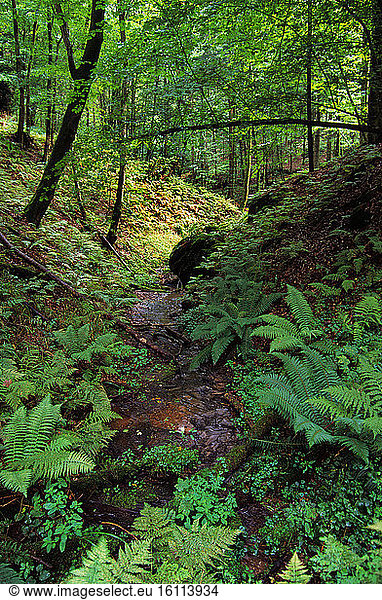 Stampfthal forest  ONF reserve  Northern Vosges Regional Nature Park  Alsace  France