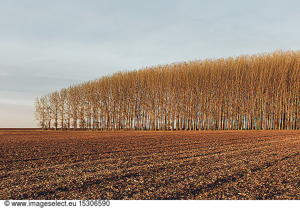 Stand of commercially grown poplar trees