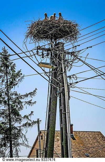 Stange hoch oben Vogel Elektrizität Strom Ungarn Storch