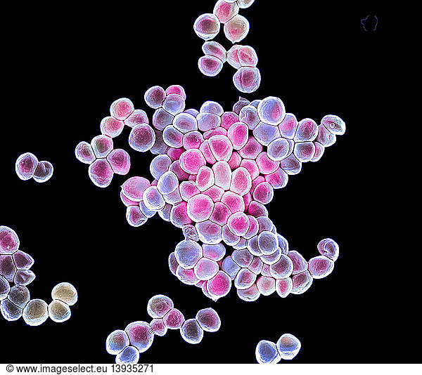 Staphylococcus Epidermidis Staphylococcus Epidermidis Semcocci