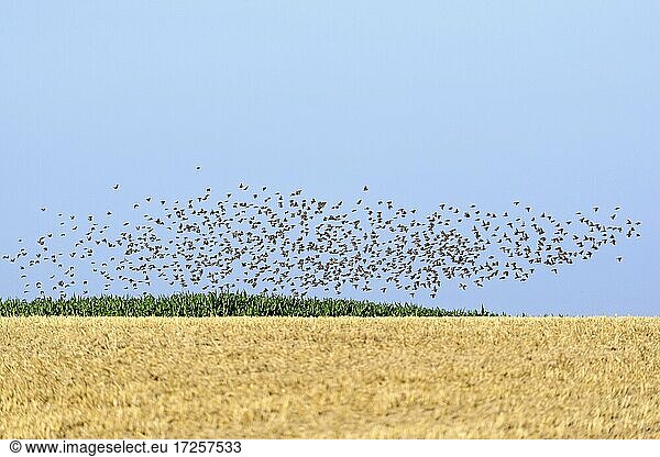 Stare (Sturnus vulgaris)  Vogelschwarm  über einem abgeernteten Getreidefeld  Nordrhein-Westfalen  Deutschland  Europa