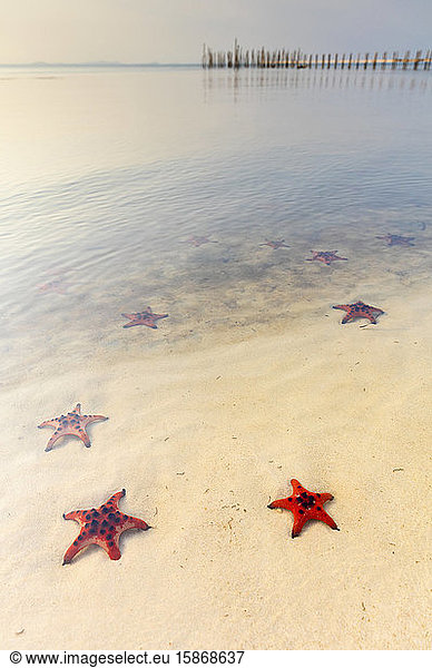 Starfish Beach with red starfish on the white sand in the shallow water along the coast; Phu Quoc  Vietnam