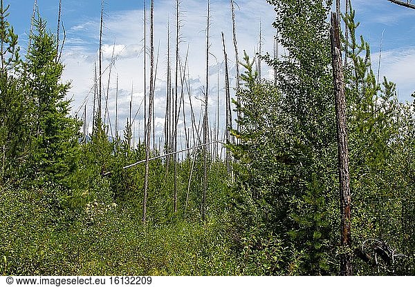 Stark reminder of a massive wild fire over a decade ago is evident along the Rocky Point Trail in West Glacier. Glacier National Park in Northwest Montana draws visitors from around the world.