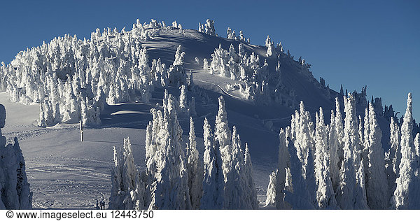 Stark verschneite Nadelbäume auf einem Berg; Thompson-Nicola P  British Columbia  Kanada