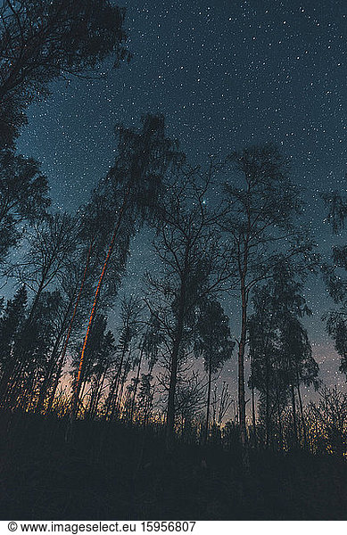 Starry sky over trees in Sodermanland  Nykoping  Sweden
