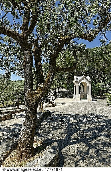 Statue der heiligen Maria  Kreuzweg  Valinhos  Fatima  Olivenbaum (Olea europaea) Portugal